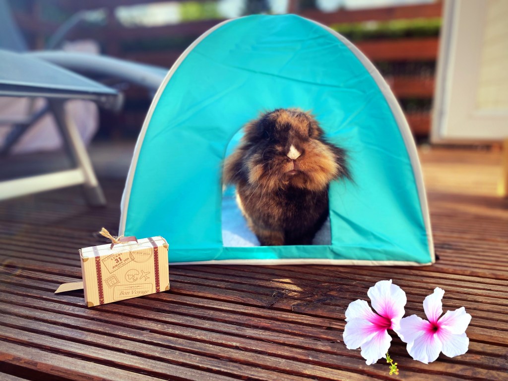 Emmener vos lapins avec vous en vacances&nbsp;?