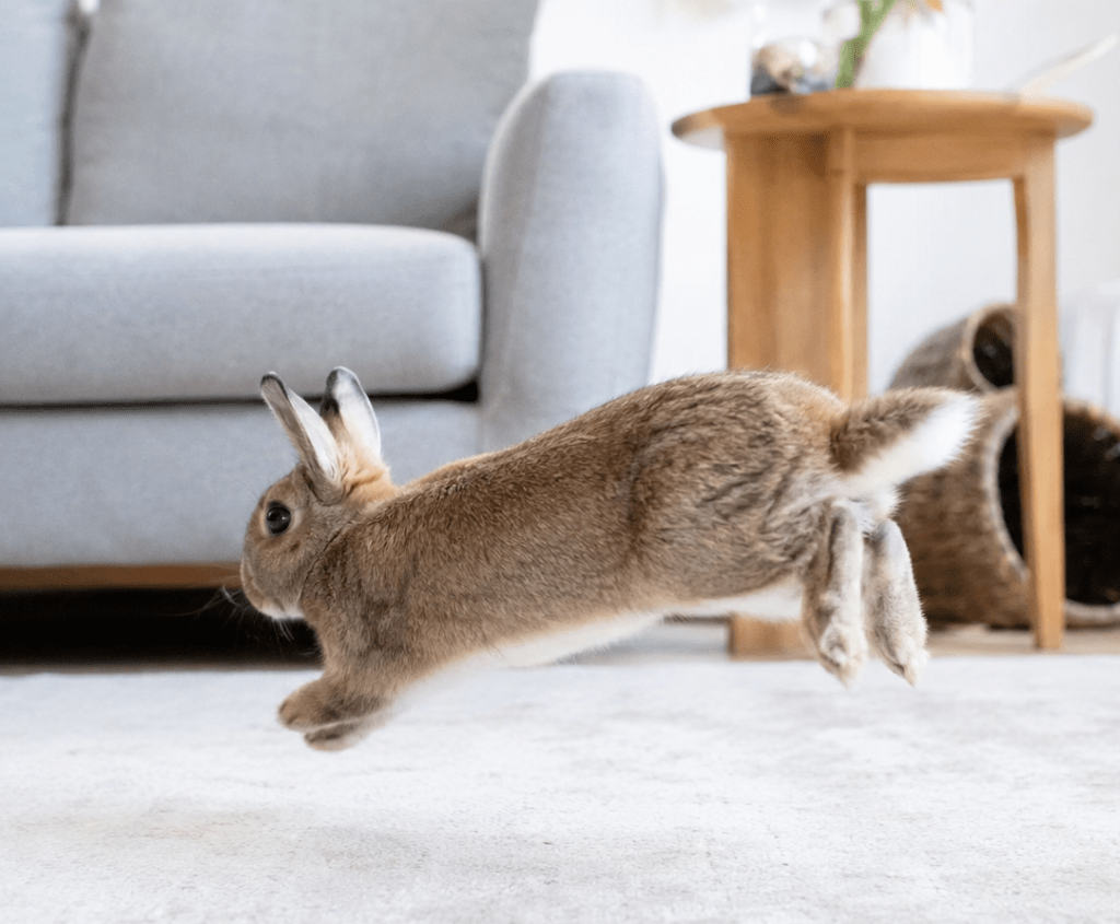 Mon lapin est-il vraiment heureux ? 7 signes à observer au&nbsp;quotidien